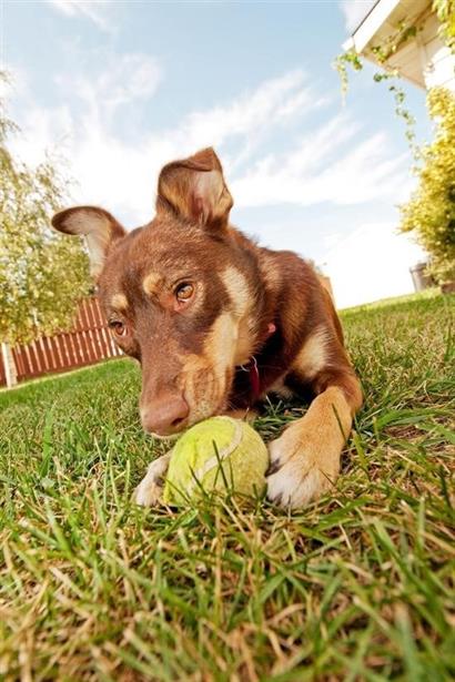 BUFFER®  3lü Renkli Desenli Tenis Topu Kedi Köpek Oyuncağı